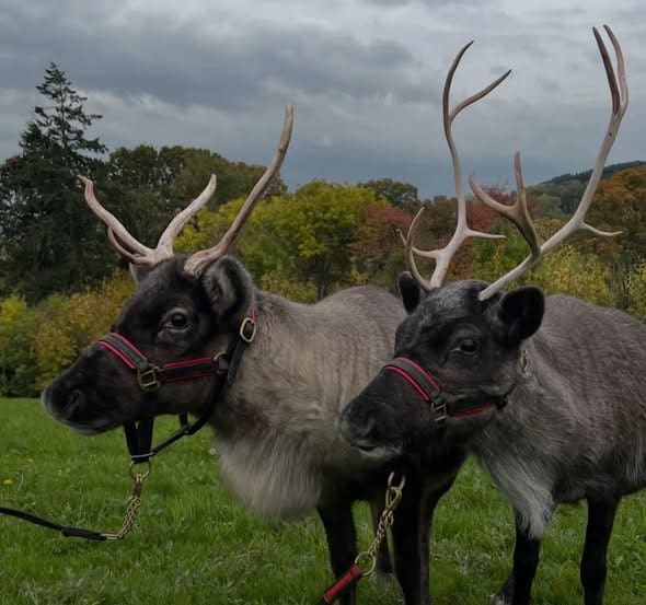 Reindeer The Nest